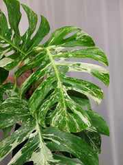 Monstera Variegata Adult