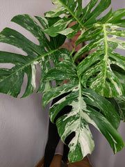 Monstera Variegata Adult