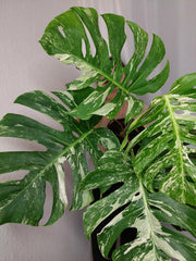 Monstera Variegata Adult