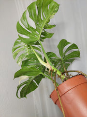 Monstera Variegata Adult