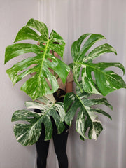 Monstera Variegata Adult