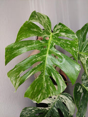 Monstera Variegata Adult