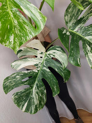 Monstera Variegata Adult