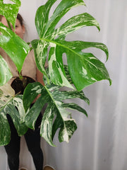 Monstera Variegata Adult