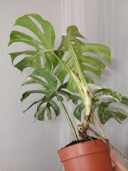 Monstera Variegata Adult