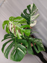 Monstera Variegata Adult