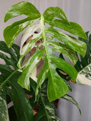 Monstera Variegata Adult