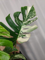 Monstera Variegata Adult