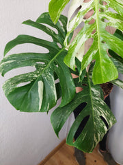 Monstera Variegata Adult