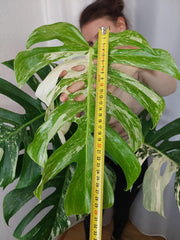 Monstera Variegata Adult