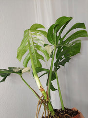 Monstera Variegata Adult