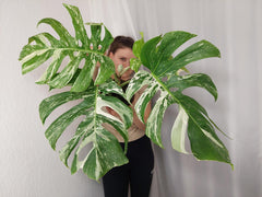 Monstera Variegata Adult mit Blüte