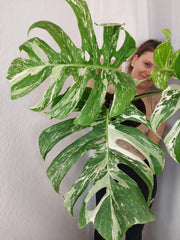 Monstera Variegata Adult mit Blüte