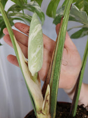 Monstera Variegata Adult mit Blüte