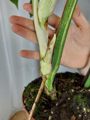Monstera Variegata Adult mit Blüte