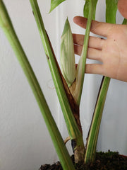 Monstera Variegata Adult mit Blüte