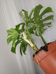 Monstera Variegata Adult mit Blüte
