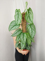 Monstera Siltepecana El Salvador buschig