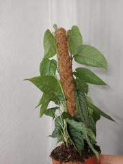 Monstera Siltepecana El Salvador buschig