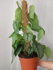 Monstera Siltepecana El Salvador buschig