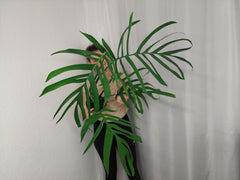Monstera Croatii XXL
