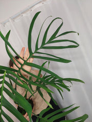 Monstera Croatii XXL