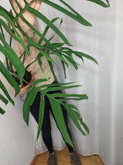 Monstera Croatii XXL