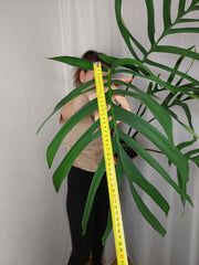 Monstera Croatii XXL