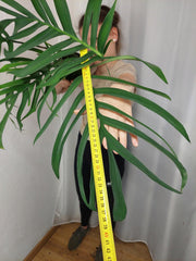 Monstera Croatii XXL