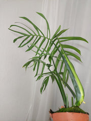 Monstera Croatii XXL