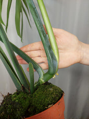 Monstera Croatii XXL