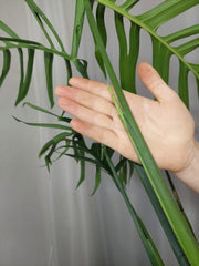 Monstera Croatii XXL