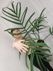Monstera Croatii XXL