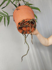 Monstera Croatii XXL