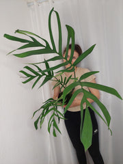 Monstera Croatii XXL