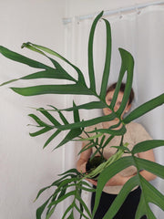Monstera Croatii XXL