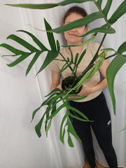 Monstera Croatii XXL