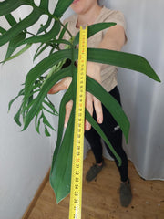 Monstera Croatii XXL