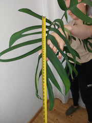 Monstera Croatii XXL