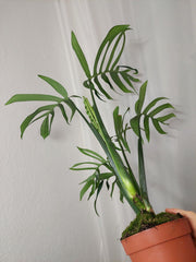 Monstera Croatii XXL