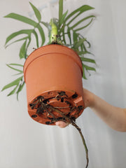 Monstera Croatii XXL