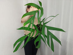 Monstera Croatii