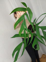 Monstera Croatii