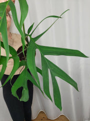 Monstera Croatii