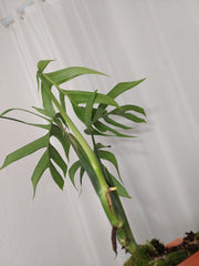 Monstera Croatii
