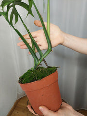 Monstera Croatii