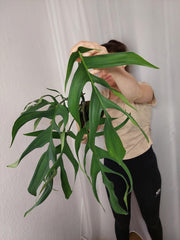 Monstera Croatii