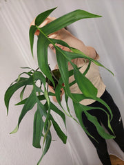 Monstera Croatii