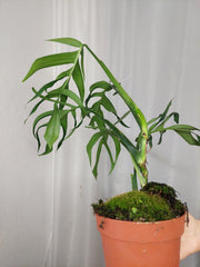 Monstera Croatii