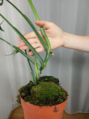 Monstera Croatii